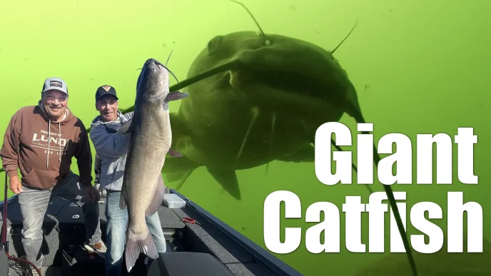 Channel Catfish