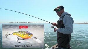 Harvest Shad