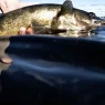 Big Bite Baits Suicide Shad