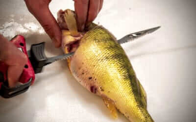 Cleaning Perch with an Electric Knife – Fast and Easy