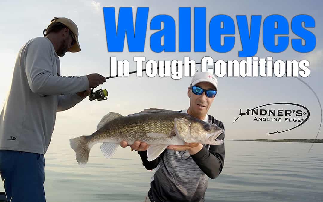 Walleyes In Tough Conditions
